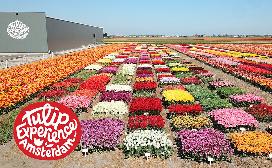 Tulip Experience Amsterdam Bungalowpark Tulp & Zee